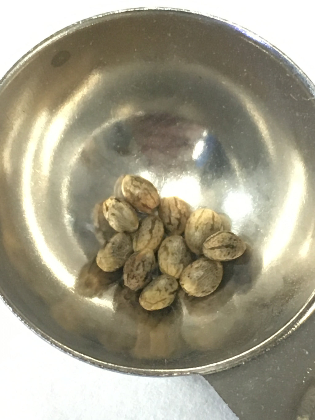 Route 66 Seeds