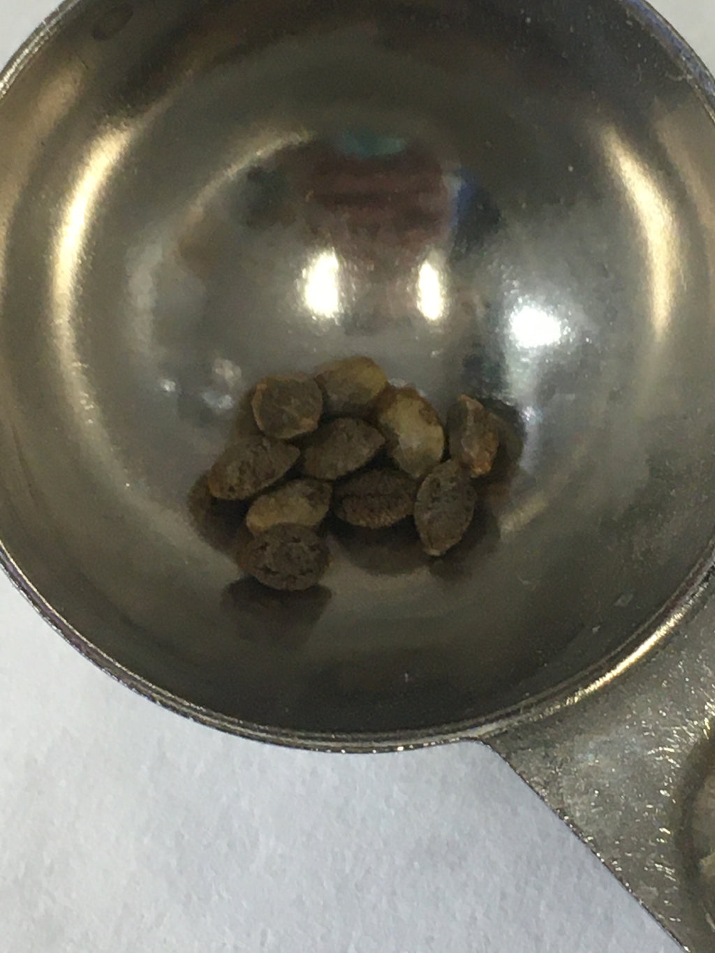 MidWest Mango Seeds
