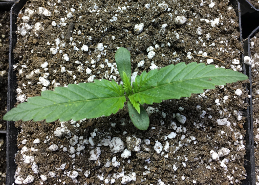 Rollando - Cannabis Sativa L. Seeds
