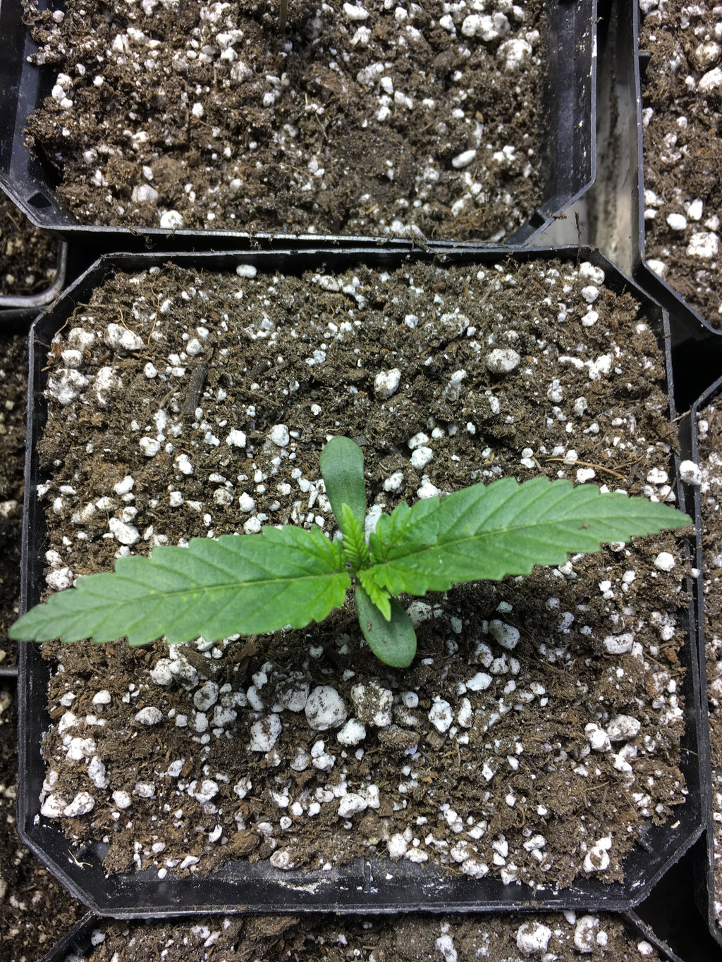 MidWest Mango Seeds