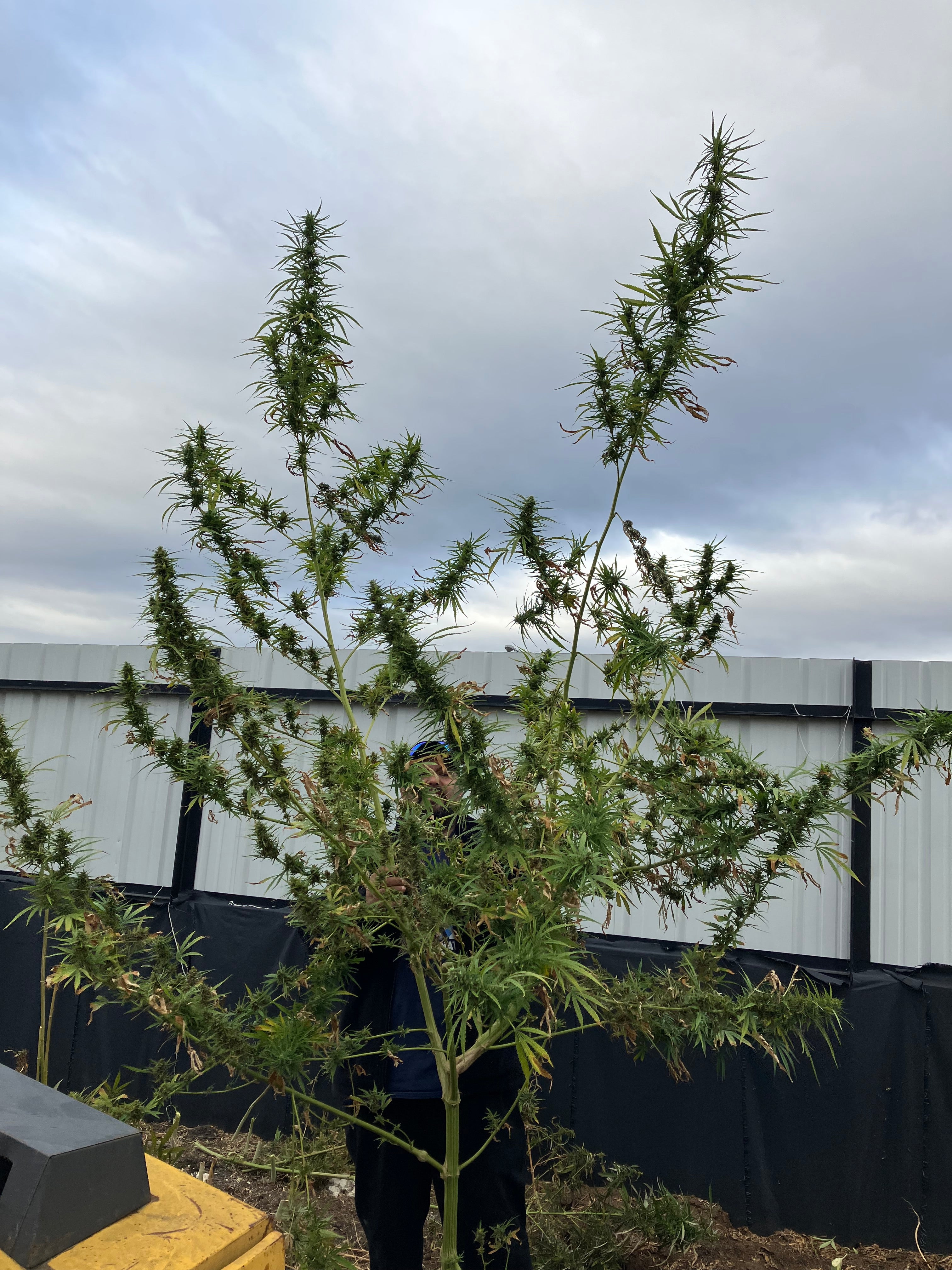 Land of Lincoln (LOL)® Sativa Seeds