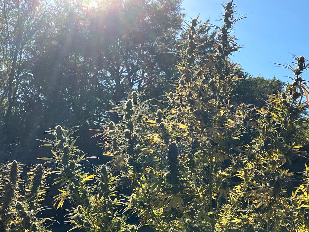 Land of Lincoln (LOL)®  Cannabis Sativa L. Seeds