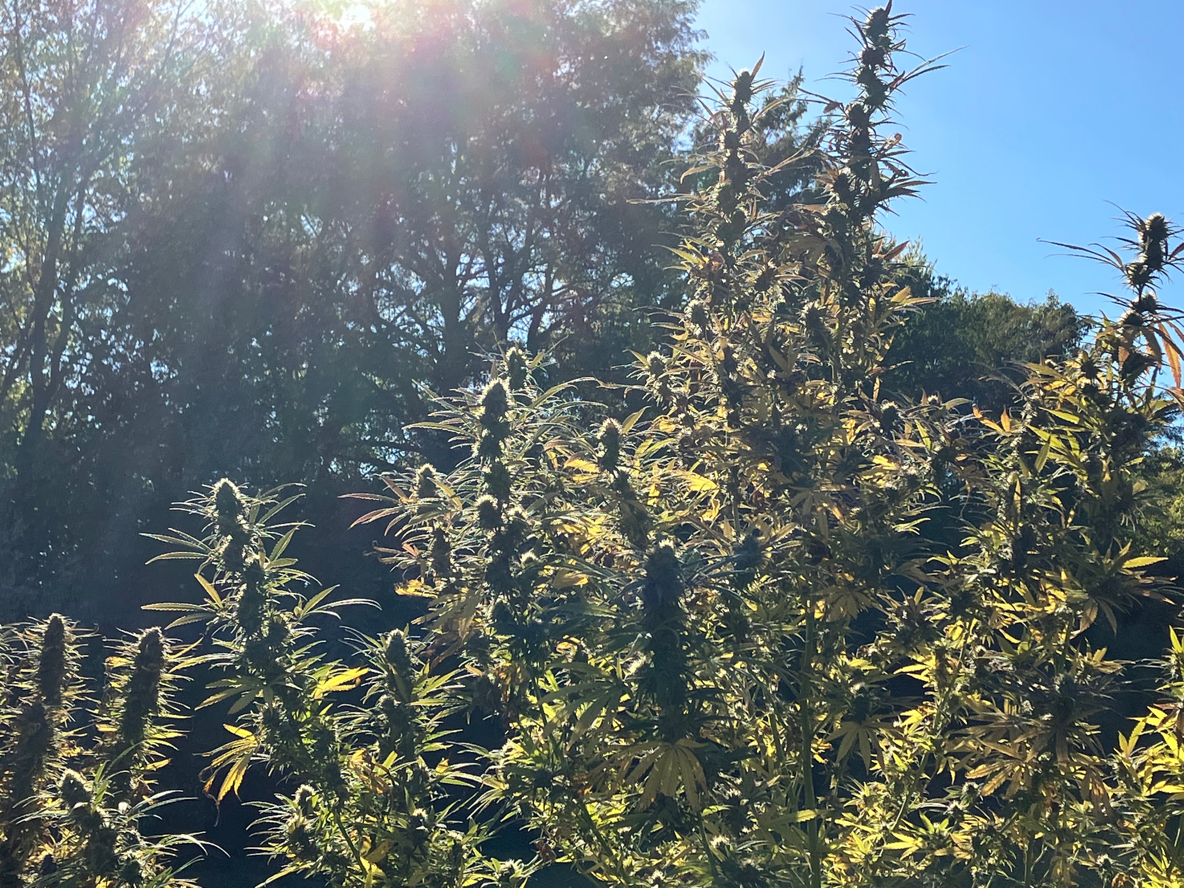 Land of Lincoln (LOL)® Sativa Seeds