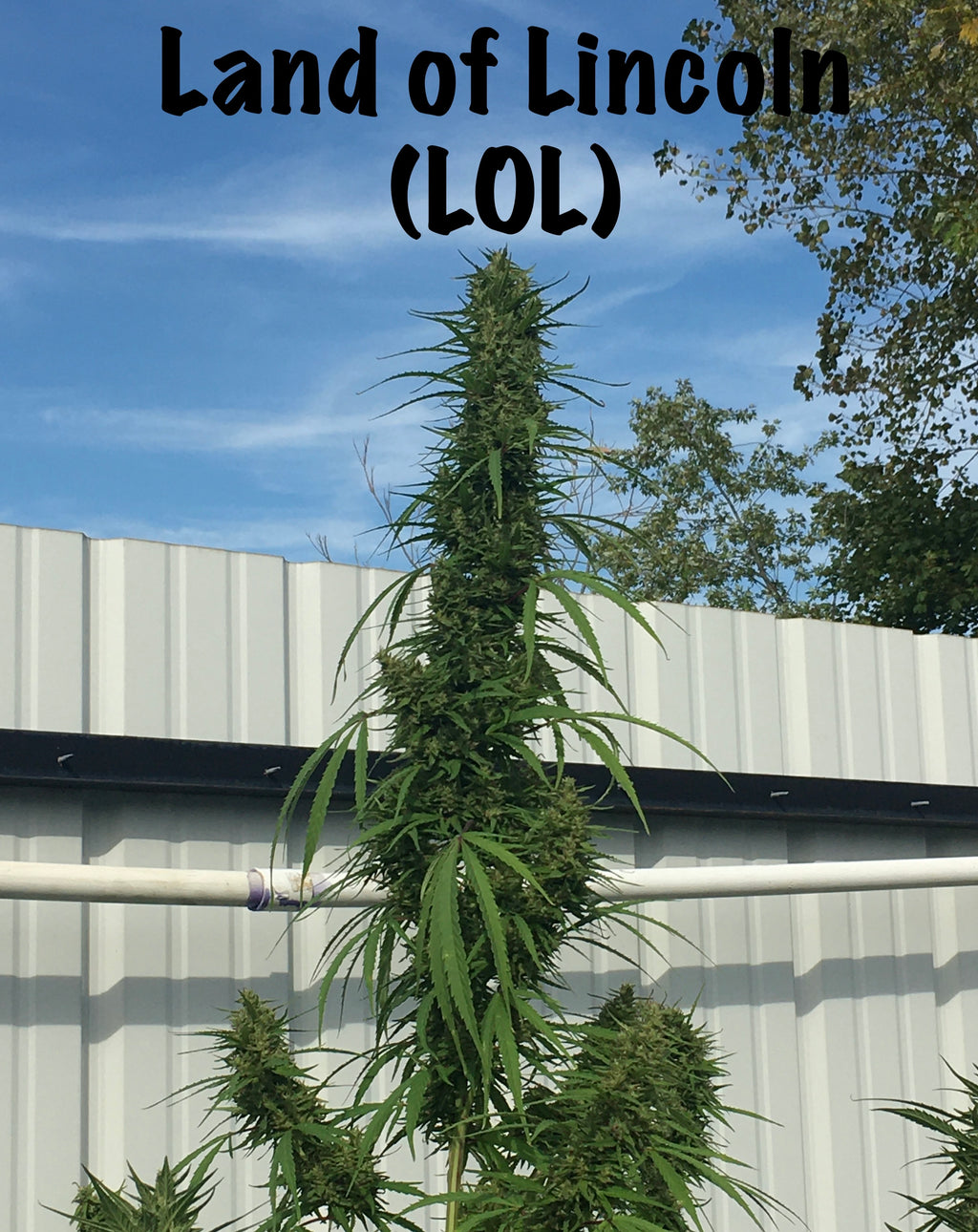 Land of Lincoln (LOL)®  Cannabis Sativa L. Seeds