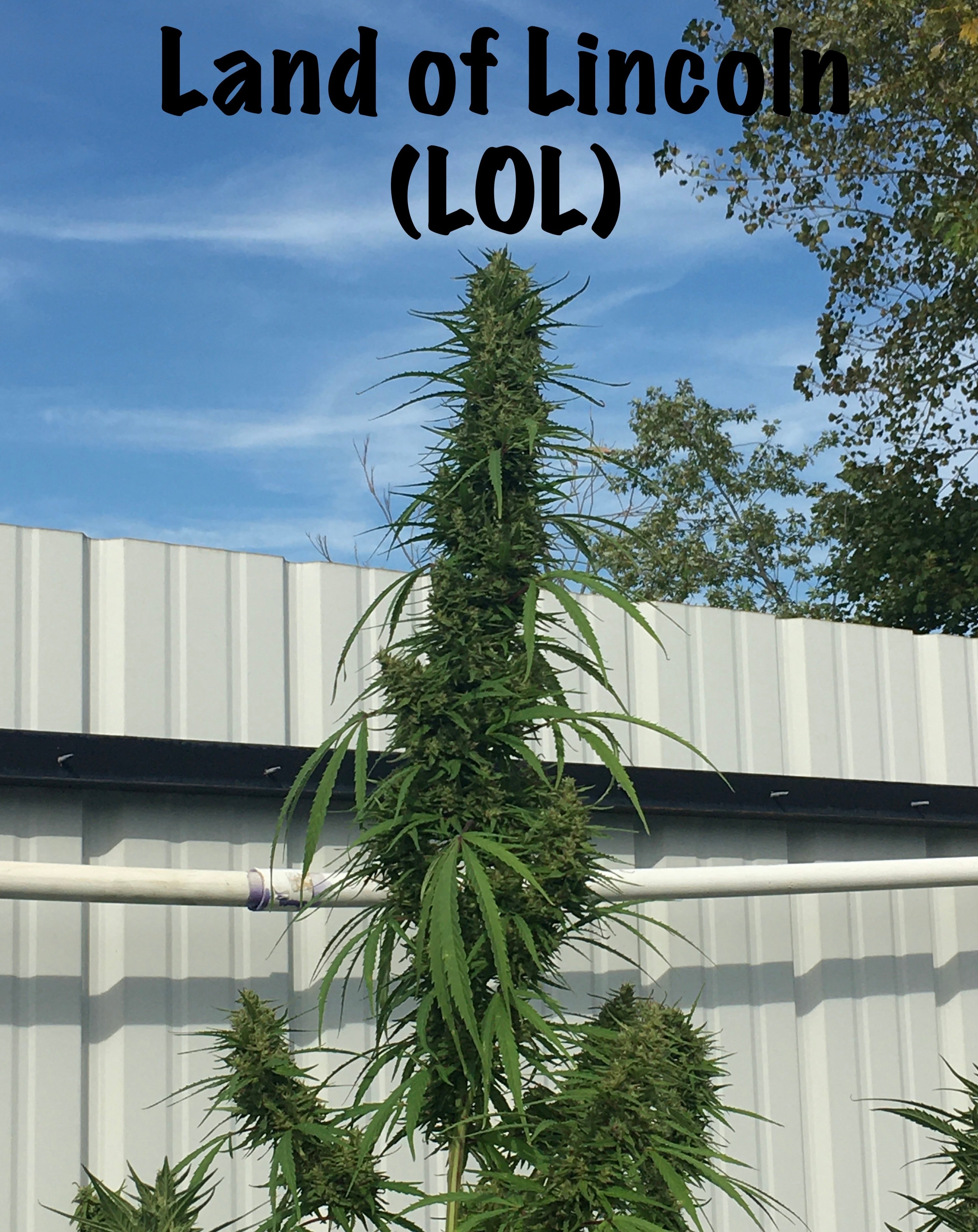 Land of Lincoln (LOL)® Sativa Seeds