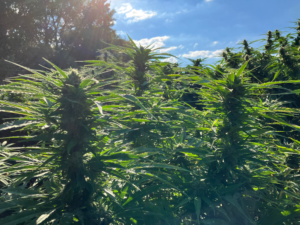MidWest Mango Seeds
