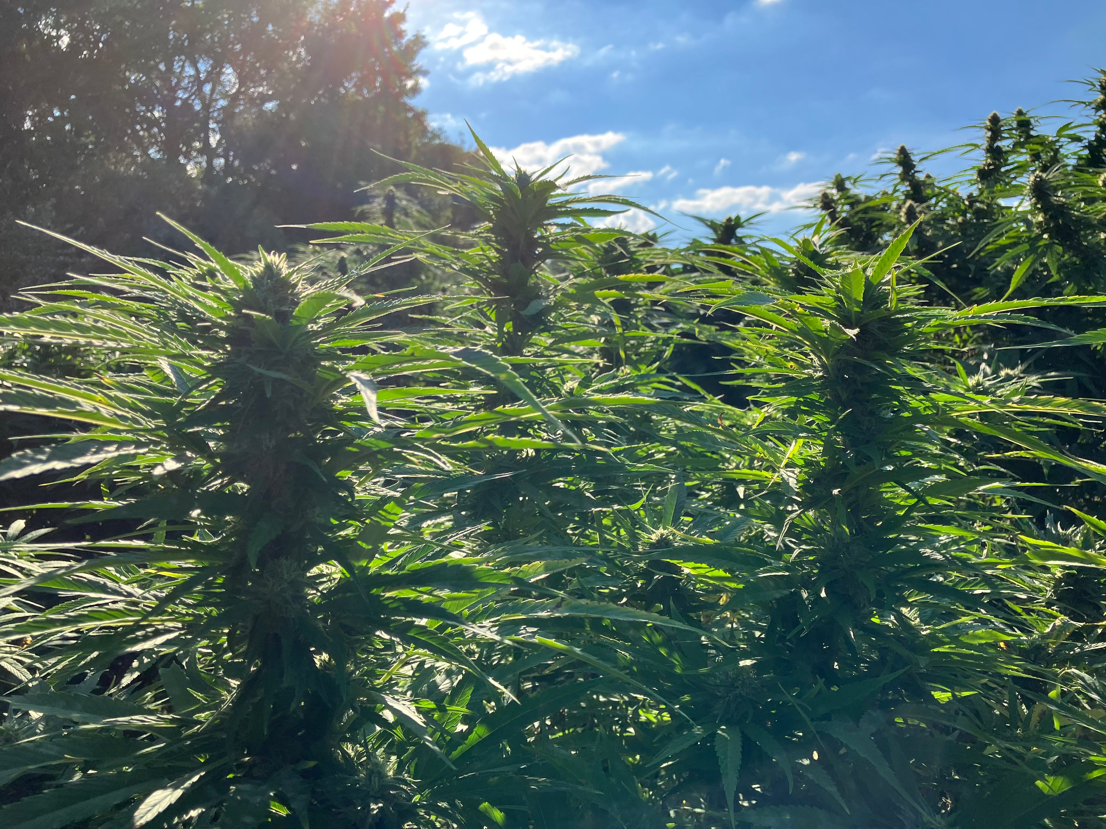 MidWest Mango Seeds