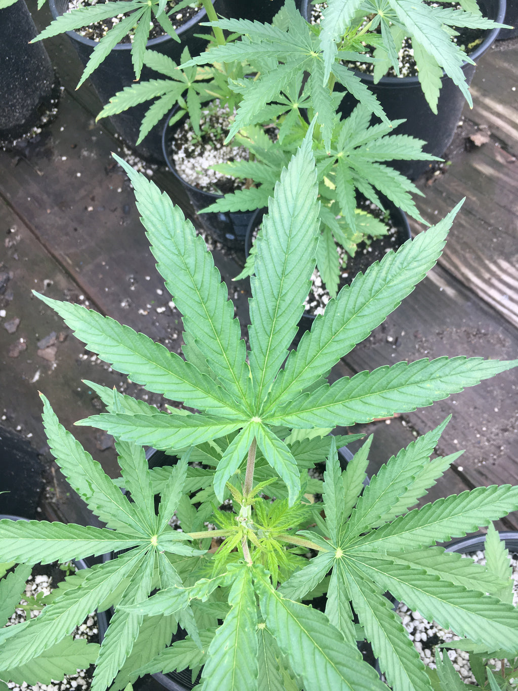 Route 66 Seeds