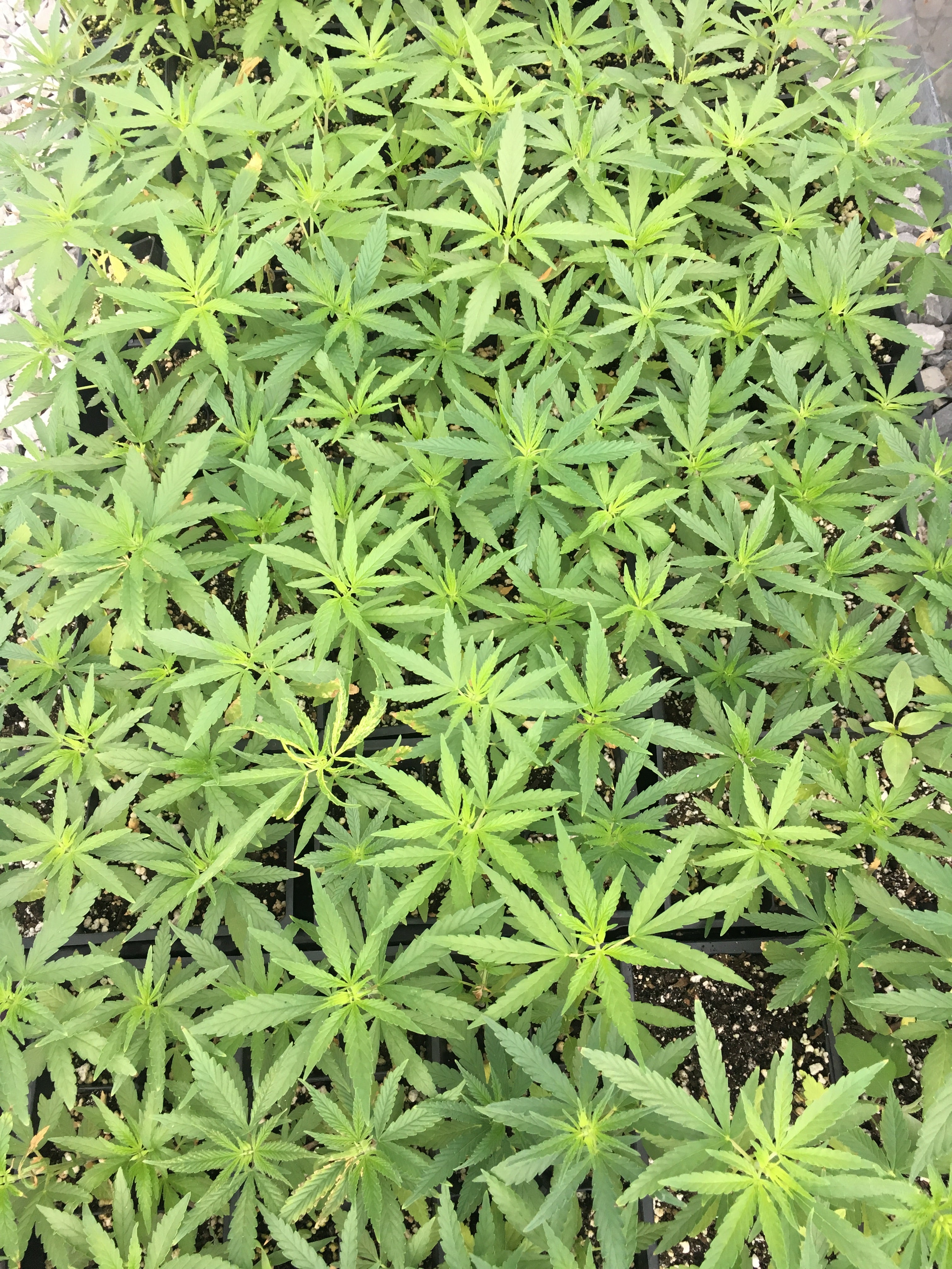 Route 66 Seeds